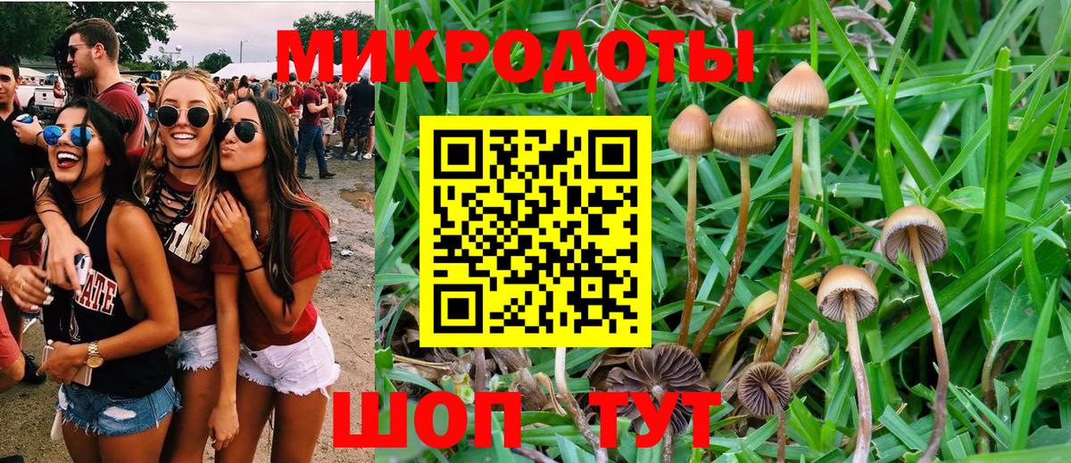 Галлюциногенные грибы прущие грибы  Дербент 